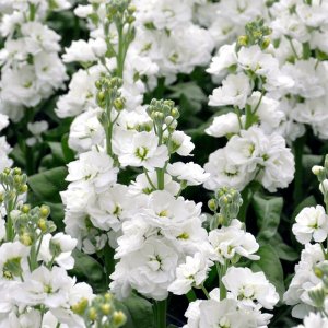 Matthiola Centum White