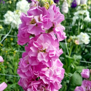 Matthiola Iron Deep Pink