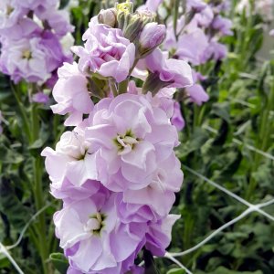 Matthiola Iron Marine