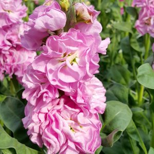 Matthiola Iron Pink