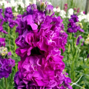 Matthiola Iron Purple