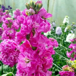 Matthiola Iron Rose Pink