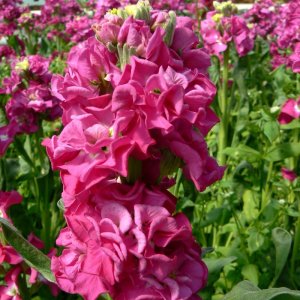 Matthiola Iron Rose