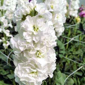 Matthiola Iron White