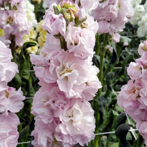 Matthiola Iron Cherry Blossom