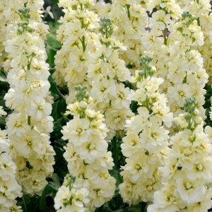 Matthiola Jordyn Cream