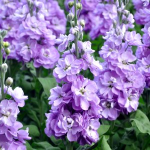 Matthiola Jordyn Lavender