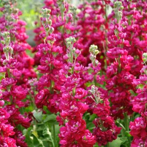 Matthiola Jordyn Red