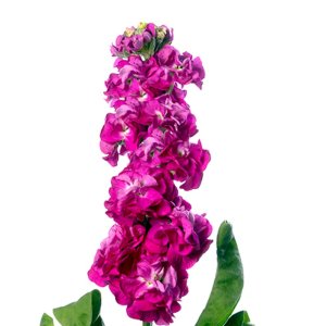 Matthiola Stox Deep Rose