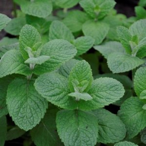 Mentha suaveolens Apple Mint