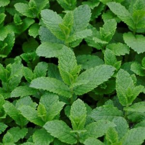 Mentha spicata Moroccan