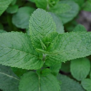 Mentha spicata Spanish