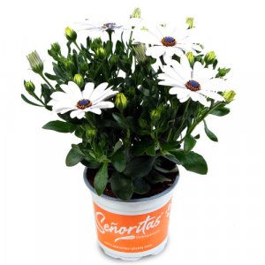 Osteospermum ecklonis Senorita Blanca