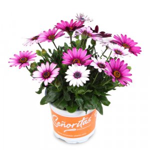 Osteospermum ecklonis Senorita Linda