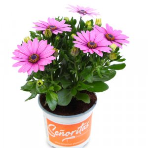 Osteospermum ecklonis Senorita Lola