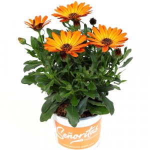 Osteospermum ecklonis Senorita Lucia