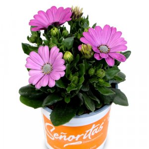 Osteospermum ecklonis Senorita Maaike