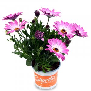 Osteospermum ecklonis Senorita Monica