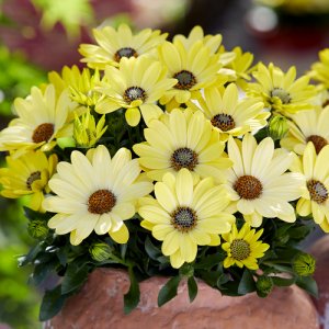 Osteospermum ecklonis Senorita Nina