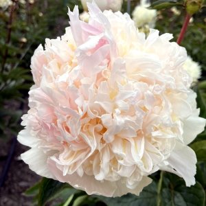 Paeonia Manhattan