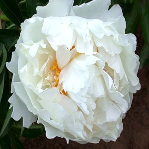 Paeonia Marshmallow Puff