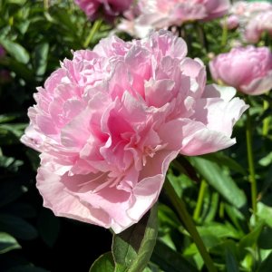 Paeonia Mary Brand