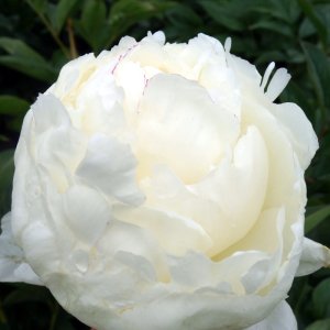 Paeonia Mary E. Nicholls