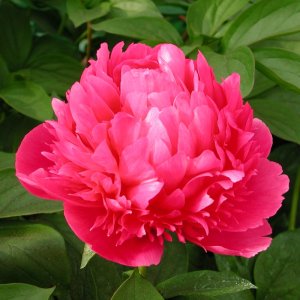 Paeonia Mary Joe LeGare