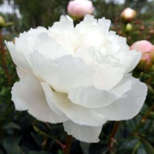 Paeonia Miss America