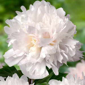 Paeonia Missies Blush