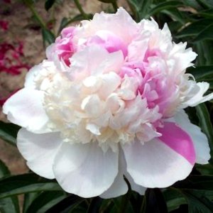 Paeonia Mister Ed