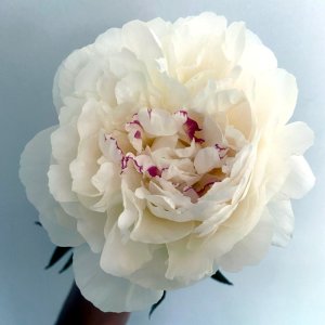 Paeonia Mistress