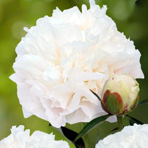 Paeonia Moonlit Snow