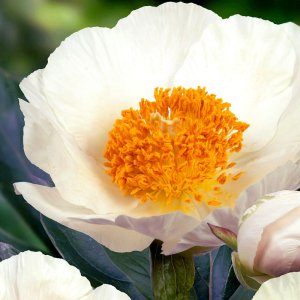 Paeonia Moonrise