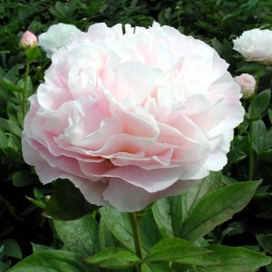 Paeonia Mothers Choice