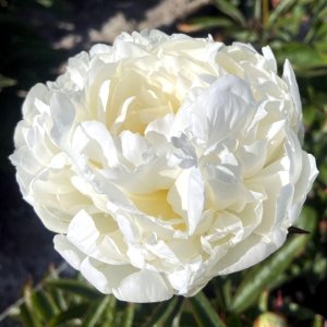 Paeonia Mrs. J. V. Edlund