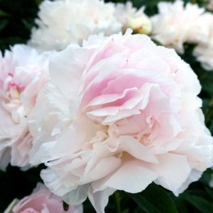 Paeonia My Love