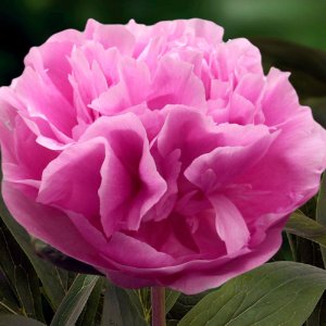 Paeonia Myra MacRae