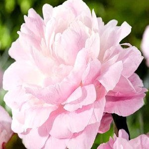 Paeonia Nancy Nora