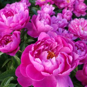 Paeonia Nice Gal