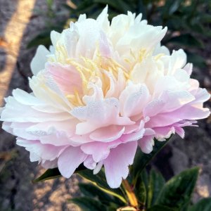 Paeonia Bella Rosa