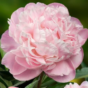 Paeonia Nick Shaylor