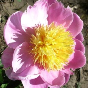 Paeonia Nippon Gold