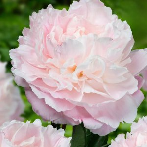 Paeonia Norma Volz