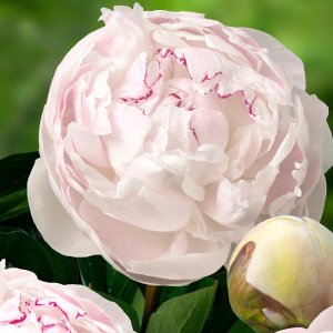 Paeonia Odile