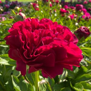 Paeonia Ole Faithful