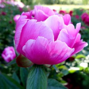 Paeonia Paladin Candy