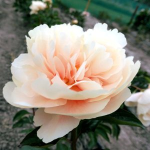 Paeonia Pastelelegance