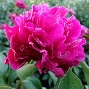 Paeonia Paul M. Wid