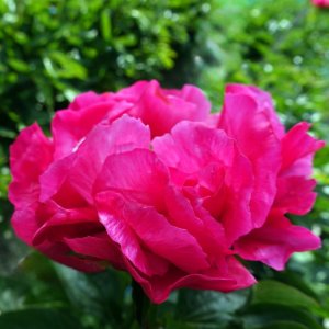 Paeonia Paula Fay